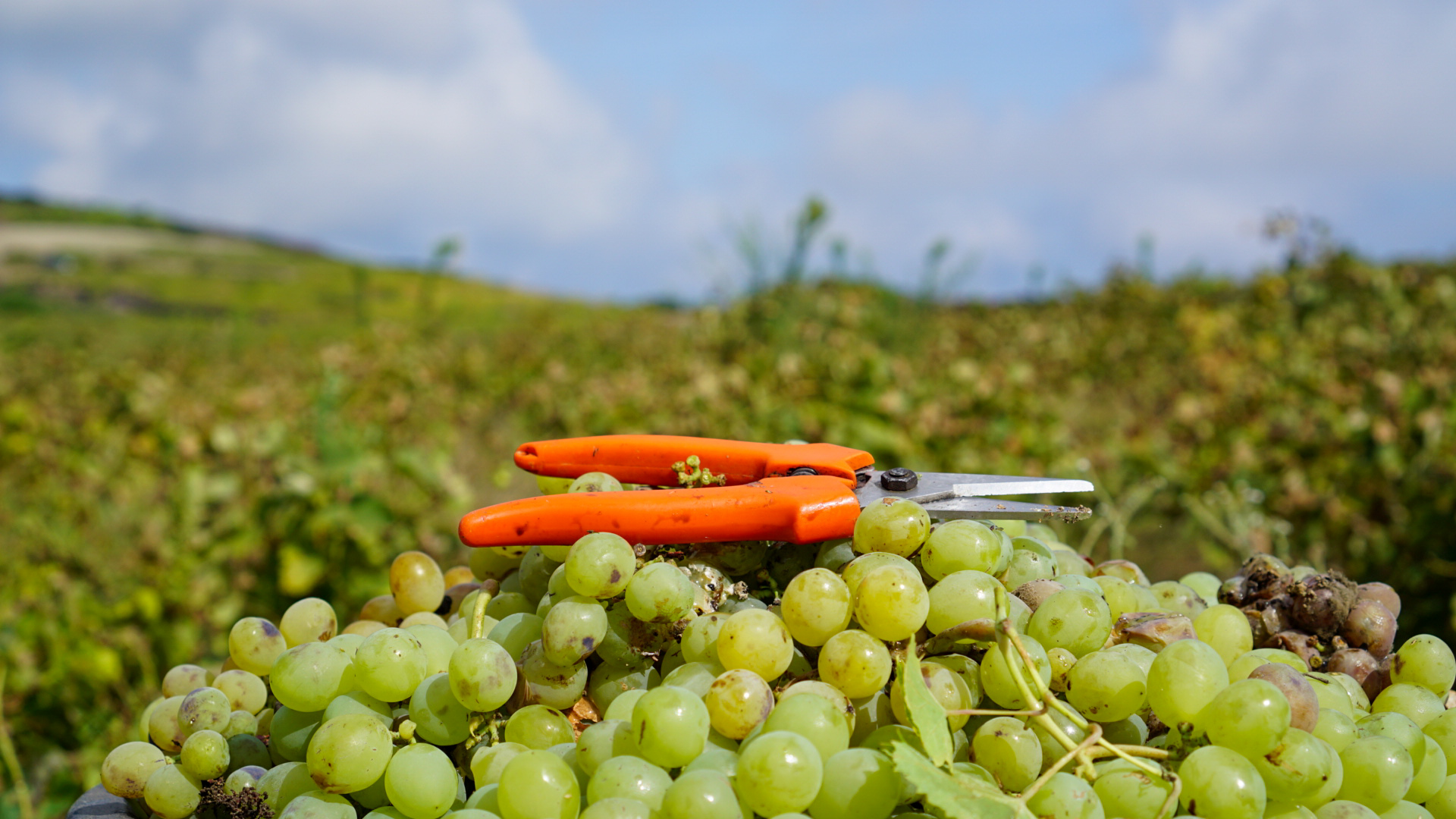 enoturismo luca cianciolo